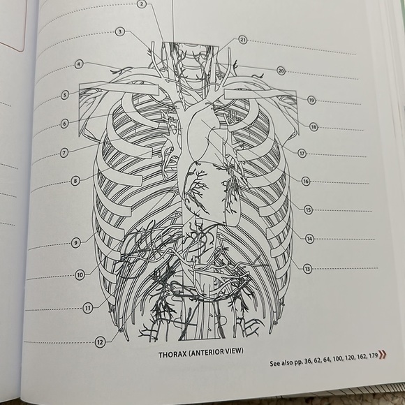 Human anatomy coloring book - Picture 5 of 5